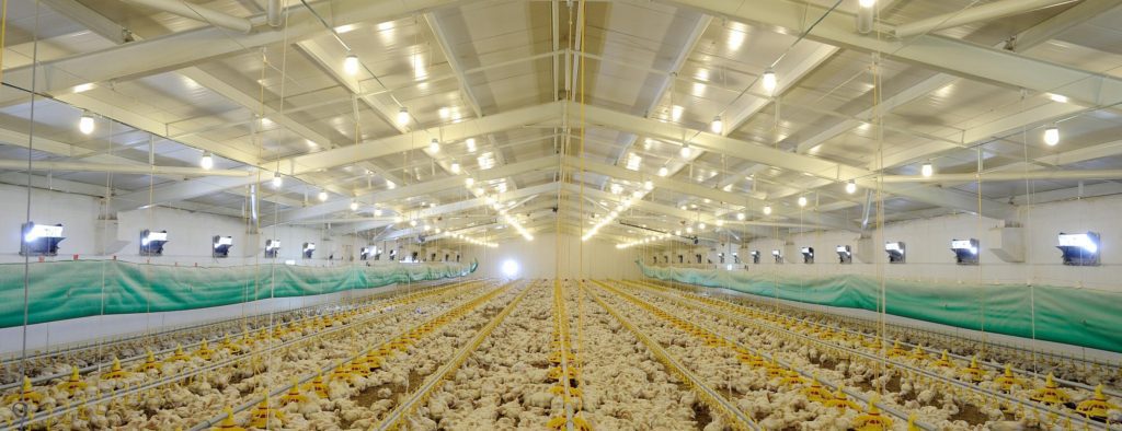 inside of chicken farm