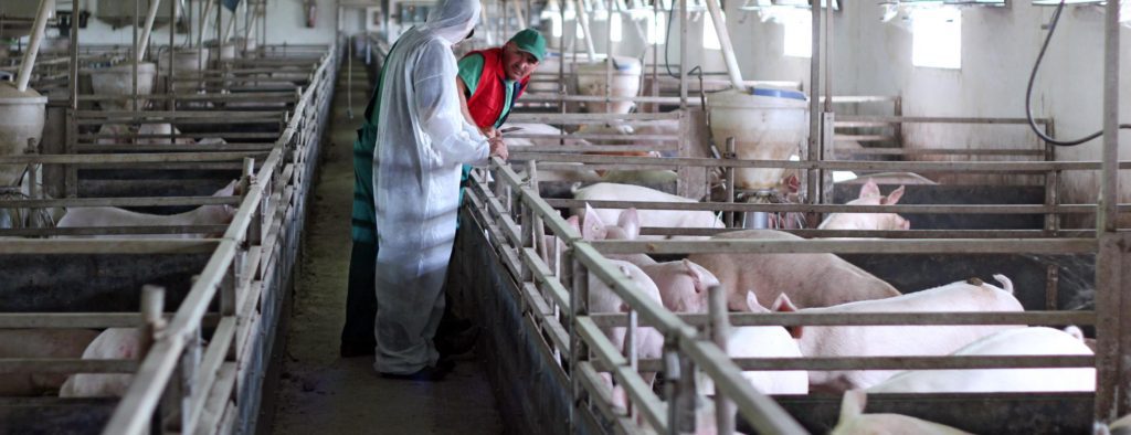Interior view of swine farm