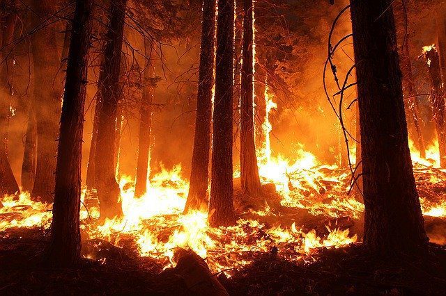 wildfire showing trees burning for activated carbon filter media